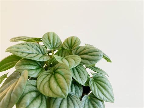 荷葉椒草照顧|荷葉椒草的栽培照護方法 (Peperomia polybotrya)